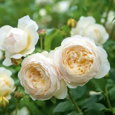 Роза КЛЭР ОСТИН английская в Могилёве