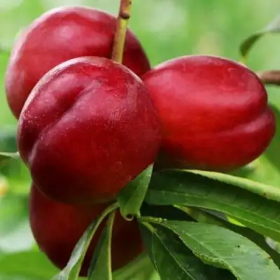 Нектарин КРЫМЧАНИН в Могилёве