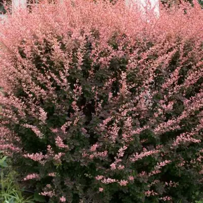 Барбарис РОУЗ ГЛОУ тунберга в Могилёве