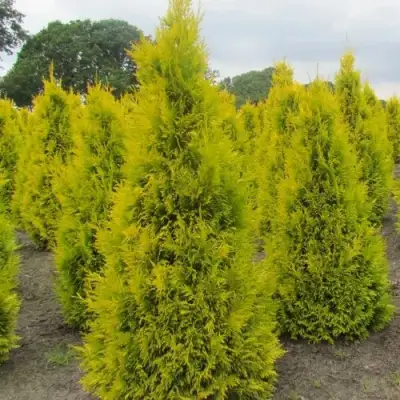 Туя САНКИСТ западная в Могилёве