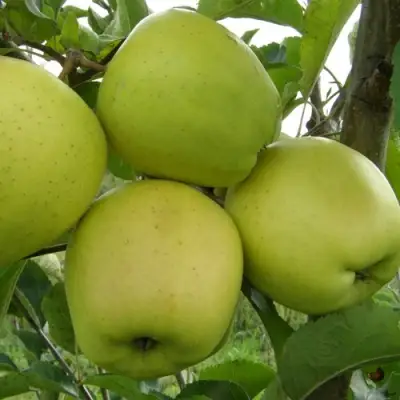 Яблоня КОШТЕЛЯ в Могилёве