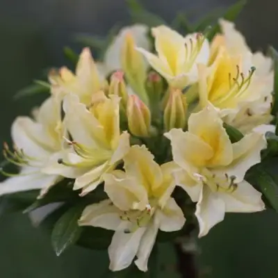 Азалия ДАВИЗИ листопадная в Могилёве