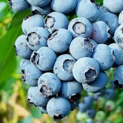 Голубика БРИГИТТА БЛЮ в Могилёве