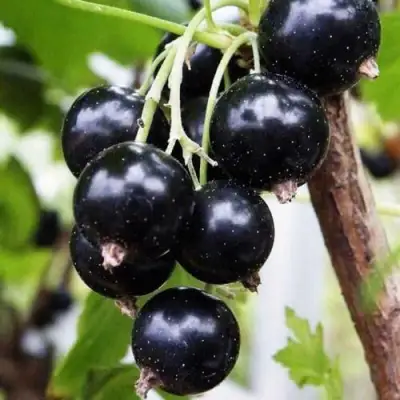 Смородина чёрная ДЕЛИКАТЕСНАЯ в Могилёве