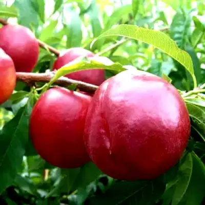 Нектарин ХАРКО в Могилёве