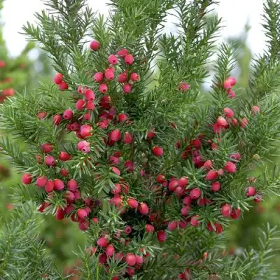 Тис ХИКСИ средний в Могилёве