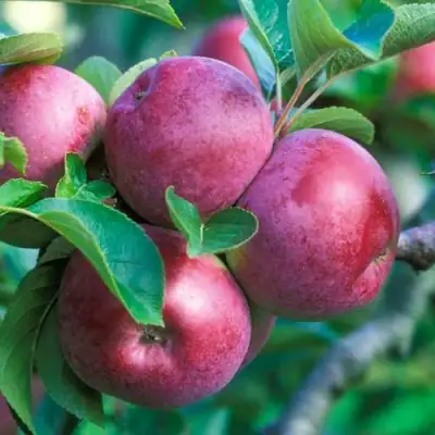 Яблоня СПАРТАН в Могилёве