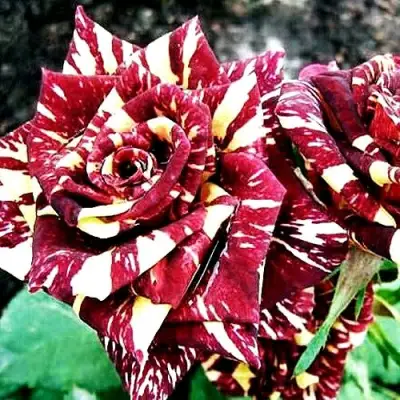 Роза ФОКУС ПОКУС флорибунда в Могилёве