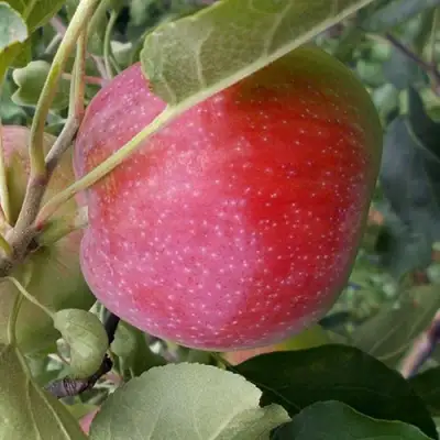 Яблоня АЛЬВА в Могилёве