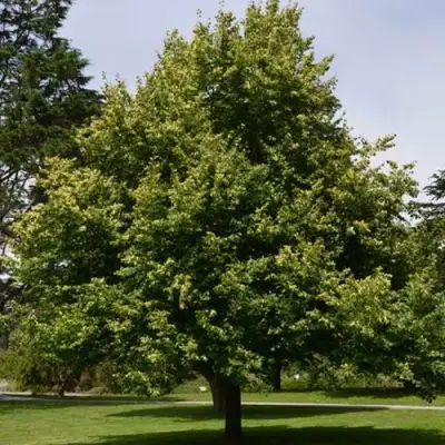 Липа сердцевидная в Могилёве