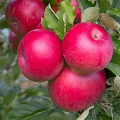Яблоня РОЖДЕСТВЕНСКОЕ в Могилёве