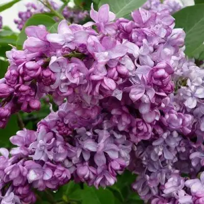 Сирень ГЕНЕРАЛ ПЕРШИНГ в Могилёве