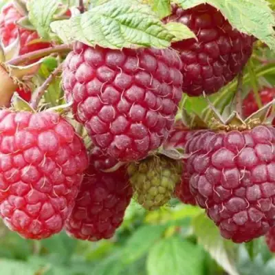 Малина ПОЛЬКА (ПОЛКА) в Могилёве