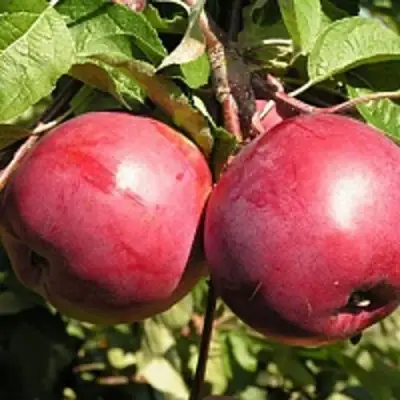 Яблоня ДАРУНАК в Могилёве