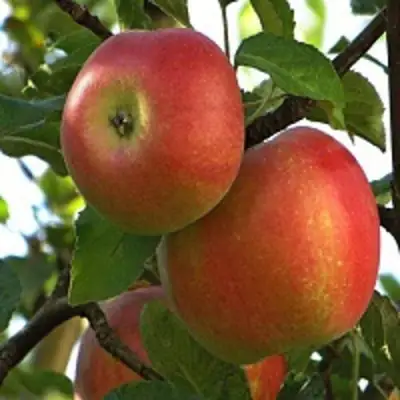 Яблоня ПЕРСИКОВАЯ в Могилёве