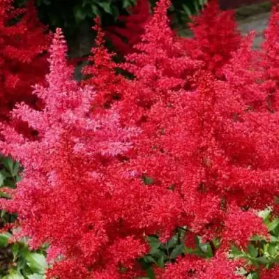 Астильба ЭТНА Арендса в Могилёве