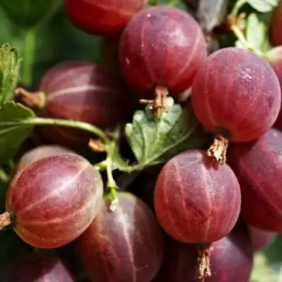 Крыжовник ХИННОМАКИ РОТ в Могилёве