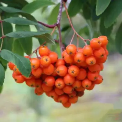 Рябина ВЕФЕД сладкоплодная в Могилёве