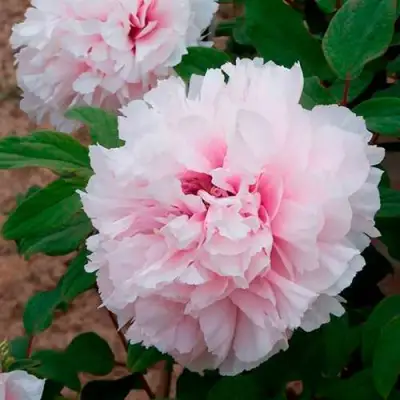 Пион ПЕРСИК ПОД СНЕГОМ древовидный в Могилёве