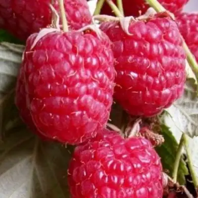 Малина ГЕРАКЛ в Могилёве