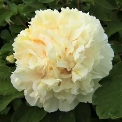 Пион НЕЖНЫЙ ГОЛОС древовидный в Могилёве