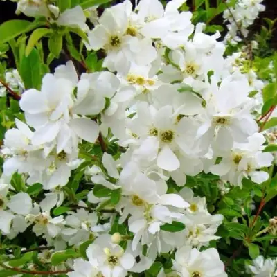 Экзохорда ЗЕ БРАЙД в Могилёве