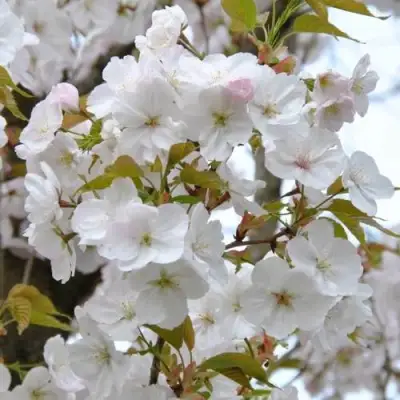Сакура САНСЕТ БУЛЕВАРД в Могилёве