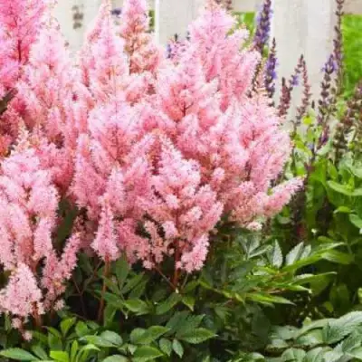 Астильба ЛУК ЭТ МИ японская в Могилёве