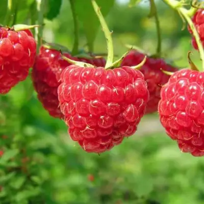 Малина ПРОСТО ПРЕЛЕСТЬ (СТОЛЕШНИК) в Могилёве