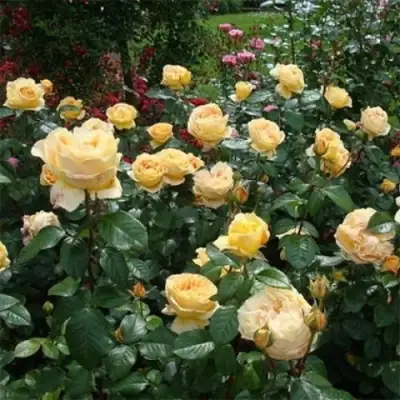 Роза КЕНДЛАЙТ чайно-гибридная в Могилёве