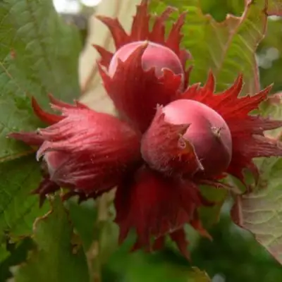 Фундук МОСКОВСКИЙ РУБИН в Могилёве