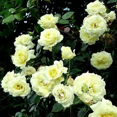 Роза ЭЛЬФ плетистая в Могилёве