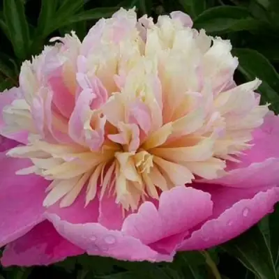 Пион ВЕСЕННЯЯ ПАЛИТРА травянистый в Могилёве