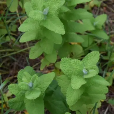 Мята АПФЕЛМИНЦЕ в Могилёве