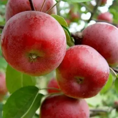 Яблоня АНТЕЙ в Могилёве