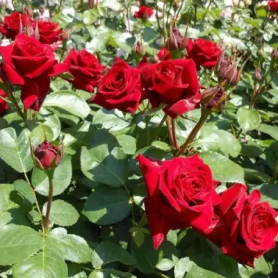 Роза ЭКСПЛОРЕР чайно-гибридная в Могилёве