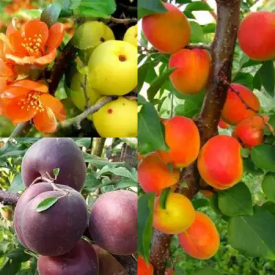 Комплект САД ДЛЯ ГУРМАНА в Могилёве