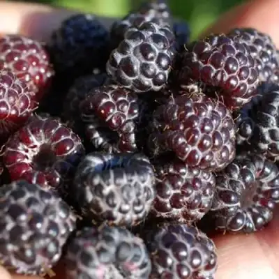 Малина БРИСТОЛЬ в Могилёве