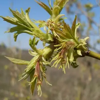 Клен ясенелистный в Могилёве