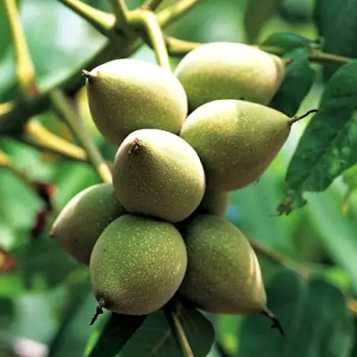 Орех МАНЬЧЖУРСКИЙ в Могилёве