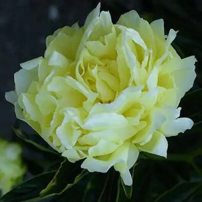 Пион ЗОЛОТАЯ КОЛЕСНИЦА травянистый в Могилёве