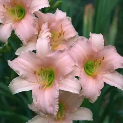 Лилейник ЛАКШЕРИ ЛЕЙС гибридный в Могилёве