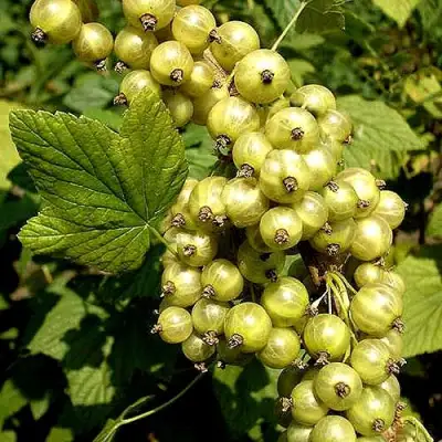 Смородина зеленоплодная СНЕЖНАЯ КОРОЛЕВА в Могилёве