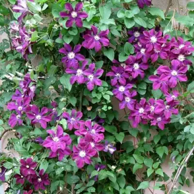 Клематис ГЕРОИ ВАРШАВЫ в Могилёве