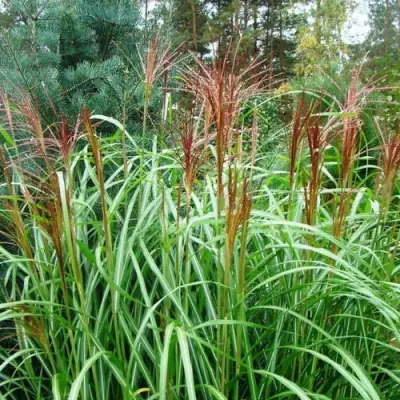Мискантус МАЛЕПАРТУС китайский  в Могилёве