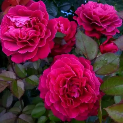 Роза БЕЛЬВЬЮ чайно-гибридная в Могилёве