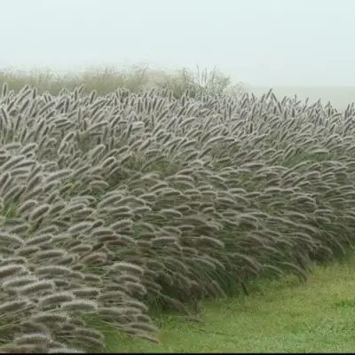 Пеннисетум ЛЕДИ Ю в Могилёве
