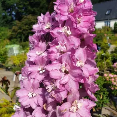 Дельфиниум АСТОЛАТ тихоокеанский в Могилёве