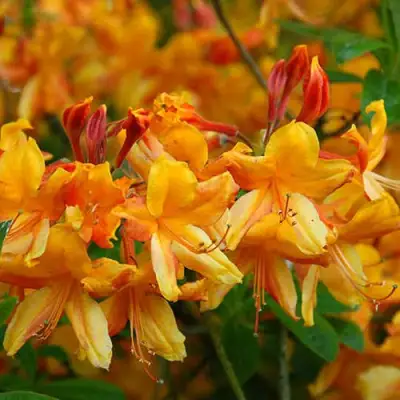 Азалия ОРАНЖ ХИТ листопадная в Могилёве