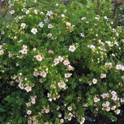 Лапчатка ПИНК КВИН кустарниковая в Могилёве